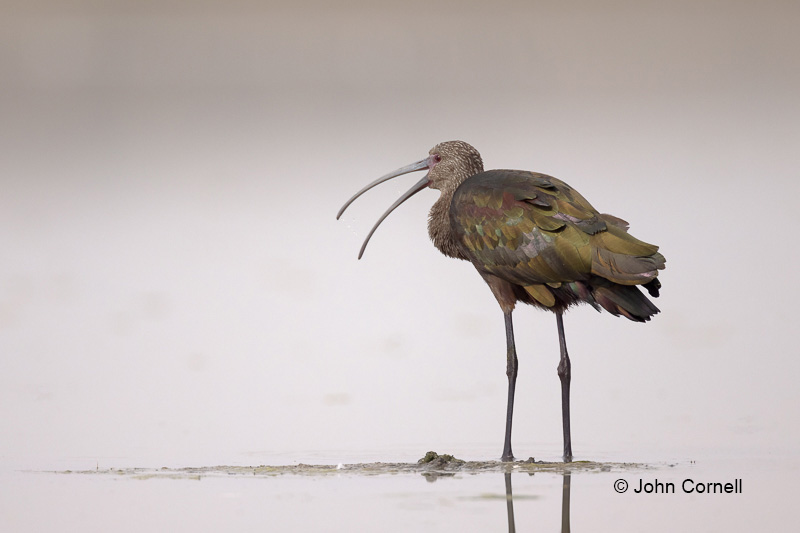 Forage;Ibis;One;Plegadis chilhi;White-faced Ibis;avifauna;bird;birds;color image;color photograph;feather;feathered;feathers;foraging;natural;nature;outdoor;outdoors;wild;wilderness;wildlife